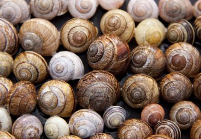 Jak założyć hodowlę ślimaków?